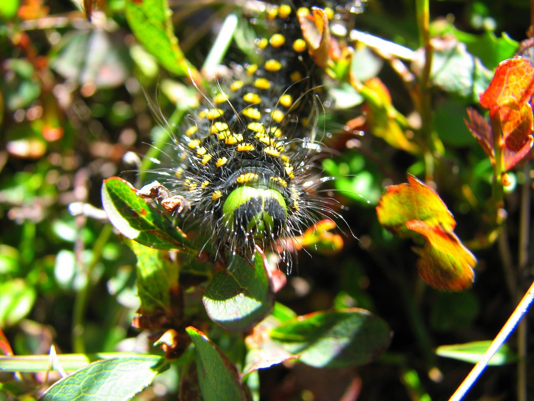 Lepidotteri da identificare nel Parco del Ticino